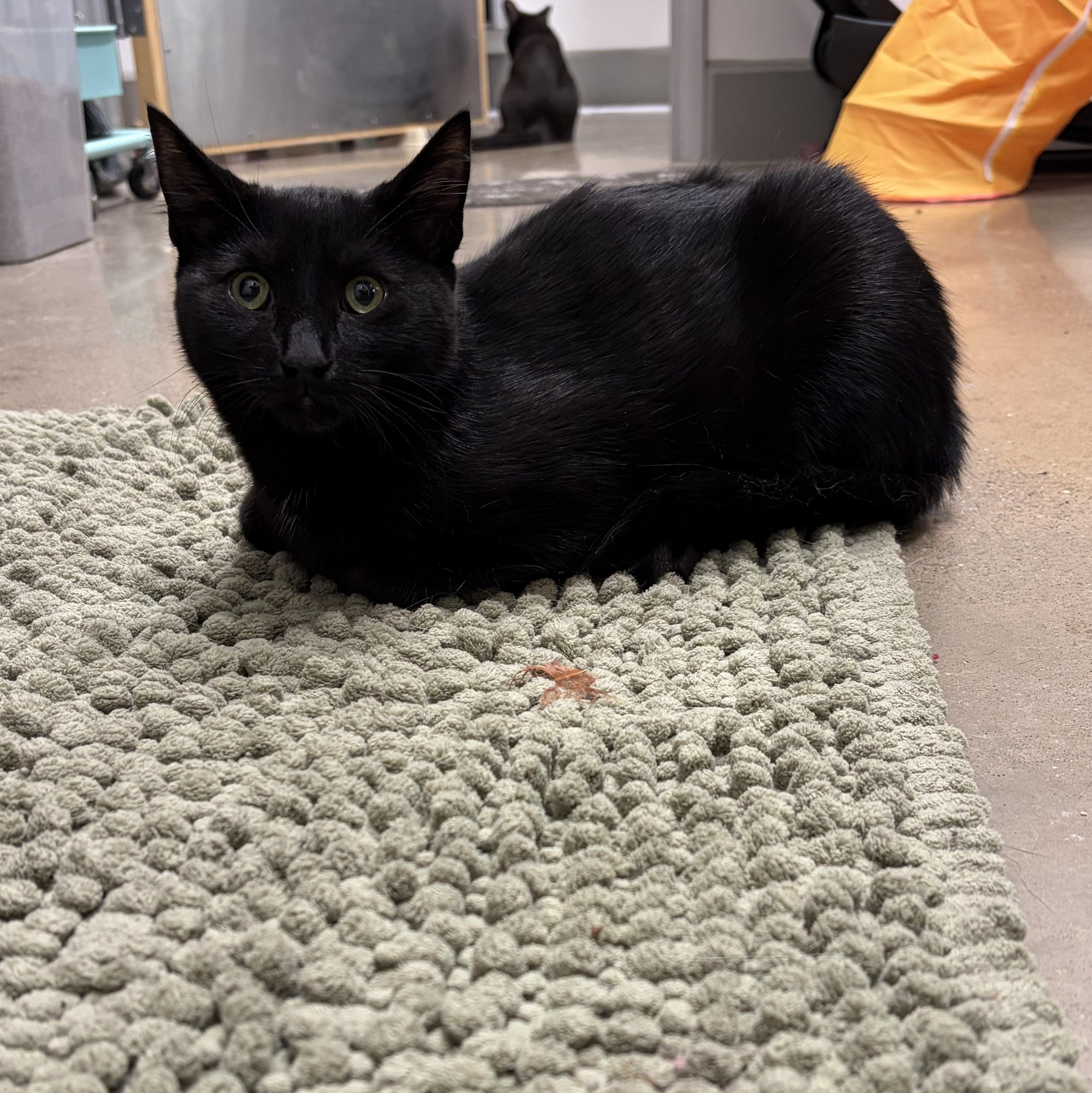Enlarge Othello, an adopted Domestic Short Hair in Columbus , OH image 4/6