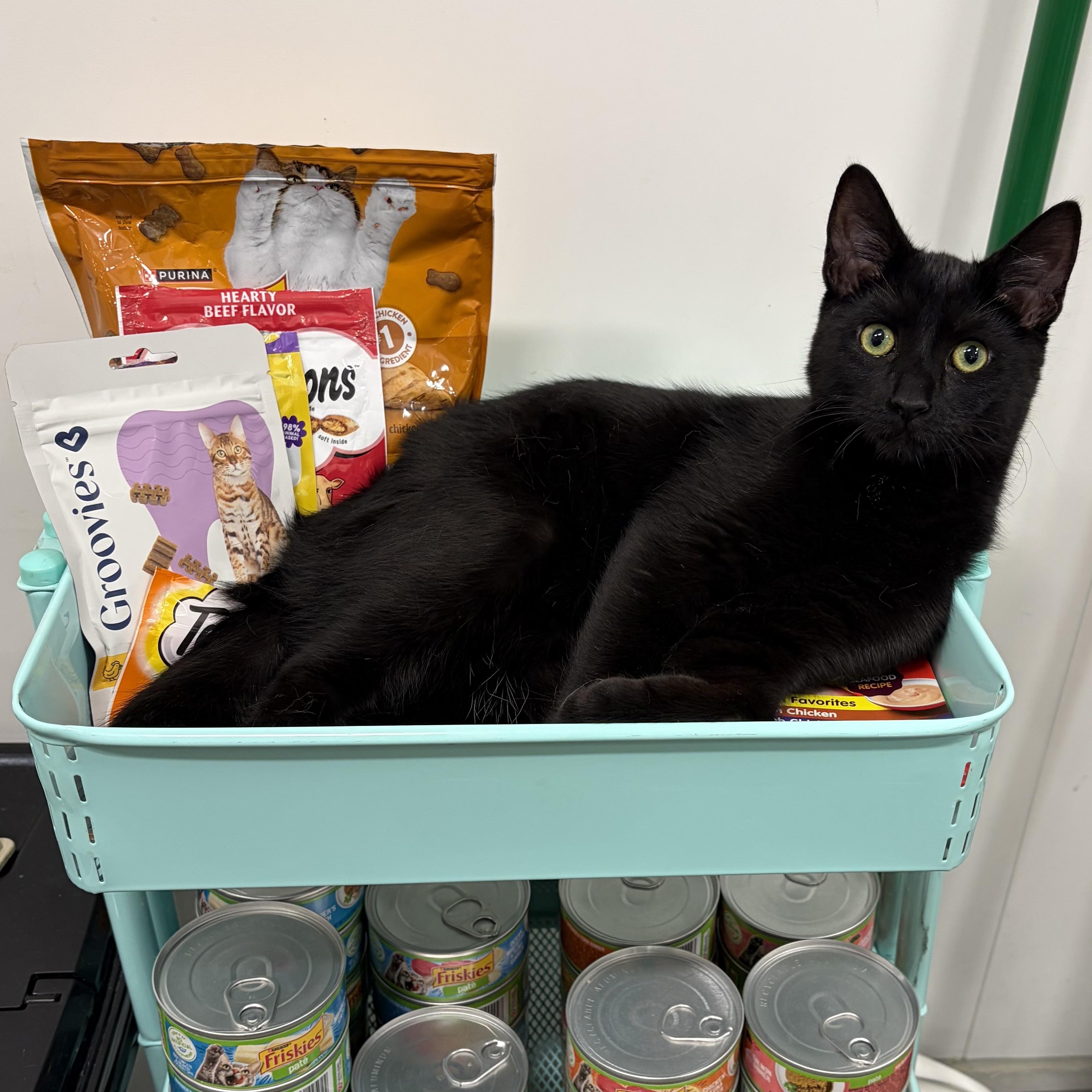 Enlarge Othello, an adopted Domestic Short Hair in Columbus , OH image 3/6