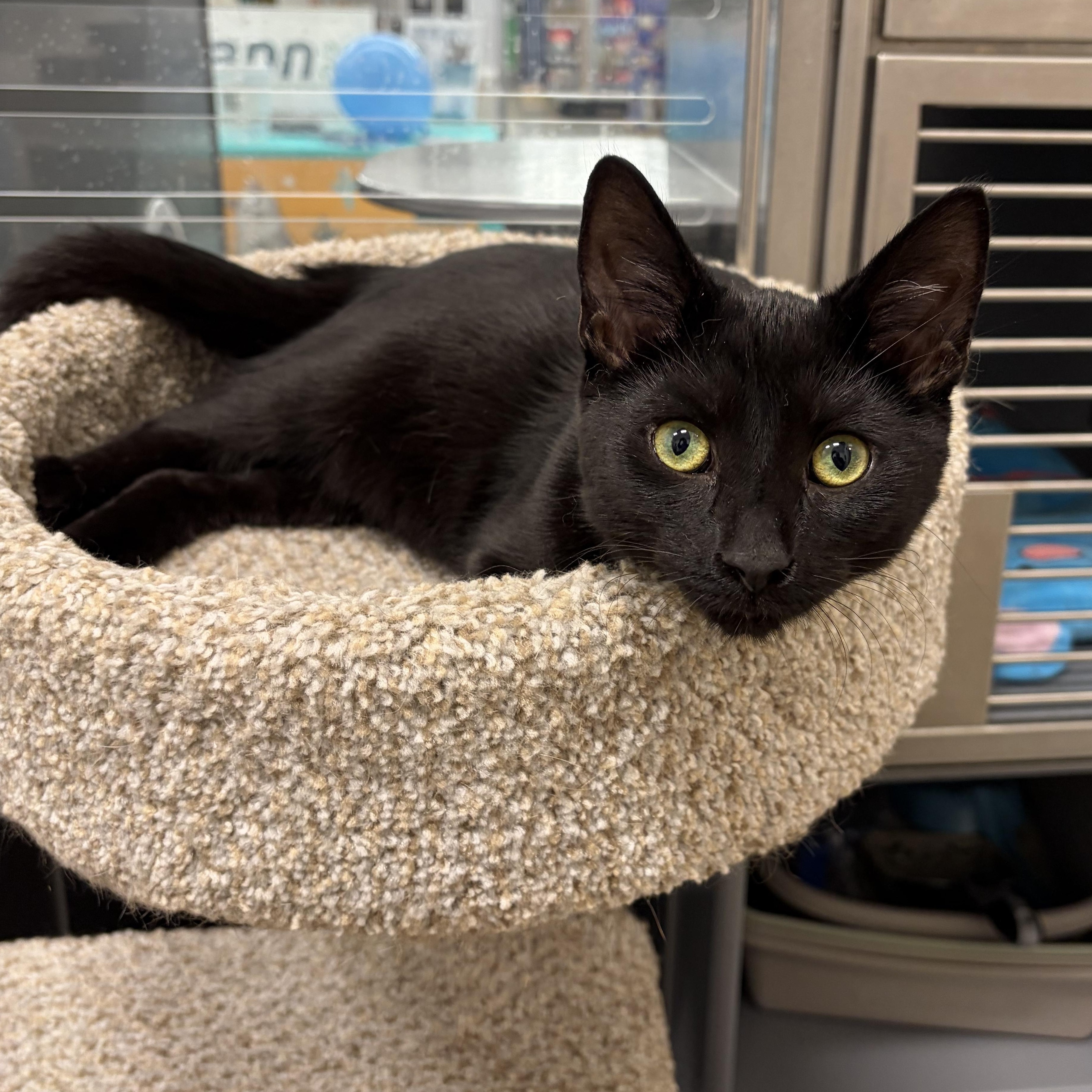 Othello, adopted, Kitten Male Domestic Short Hair.