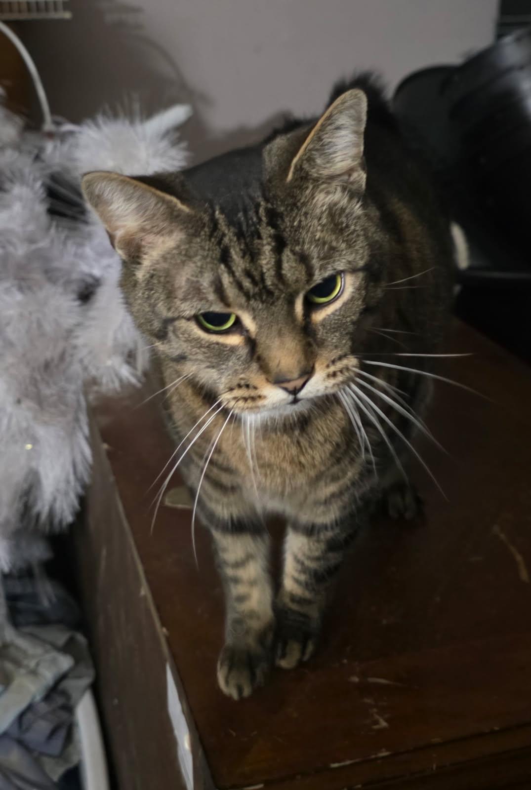 Sir Meows A Lot (Courtesy Post) photo 2