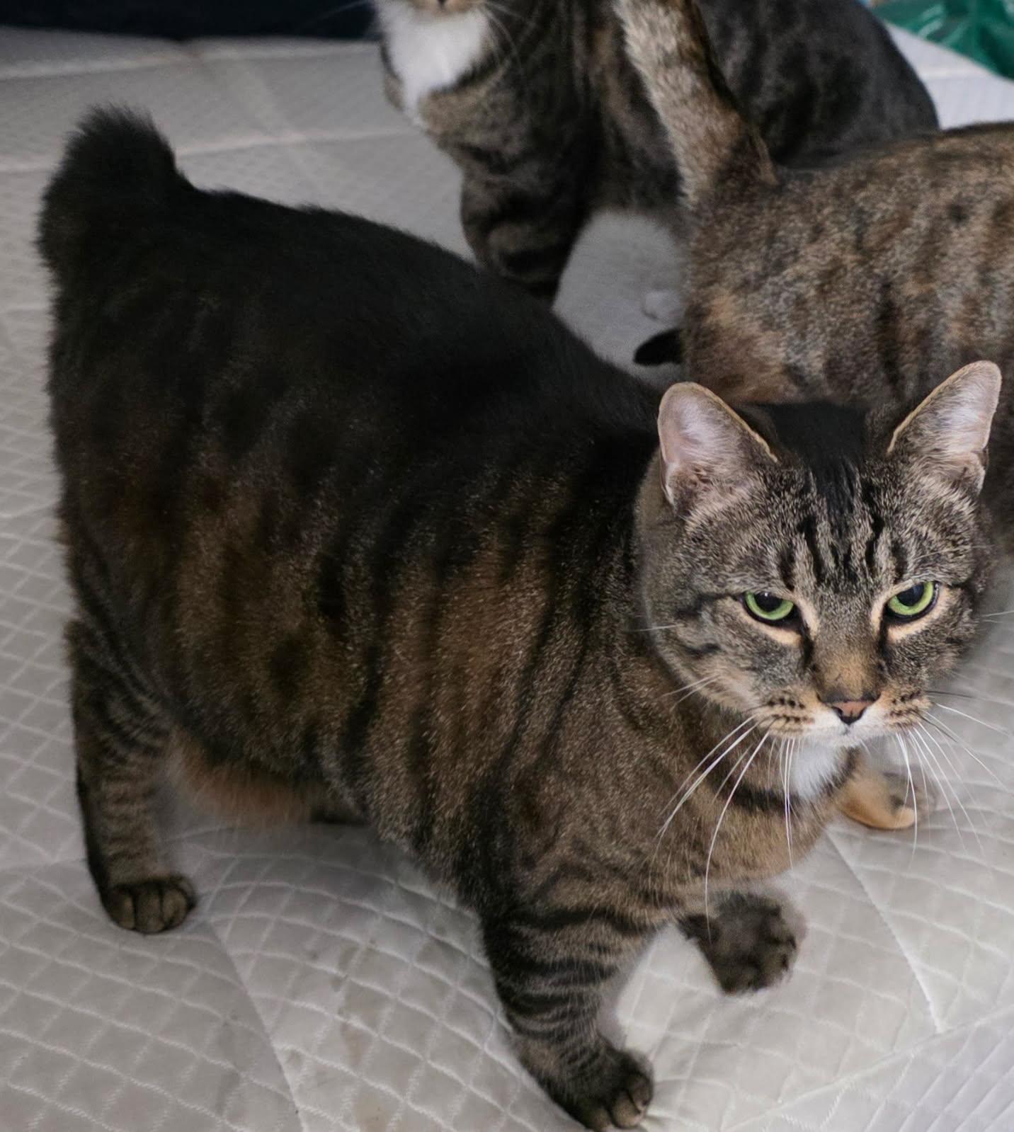 Sir Meows A Lot (Courtesy Post) photo 1