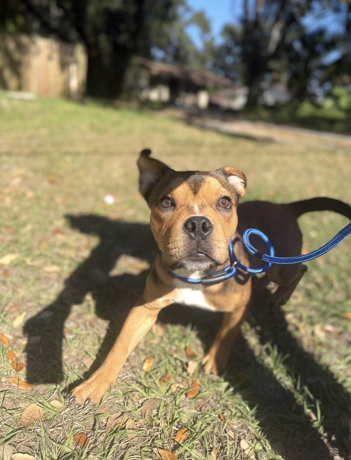 Enlarge Romeo, a ADOPTABLE mixed breed in Tampa, FL image 4/6