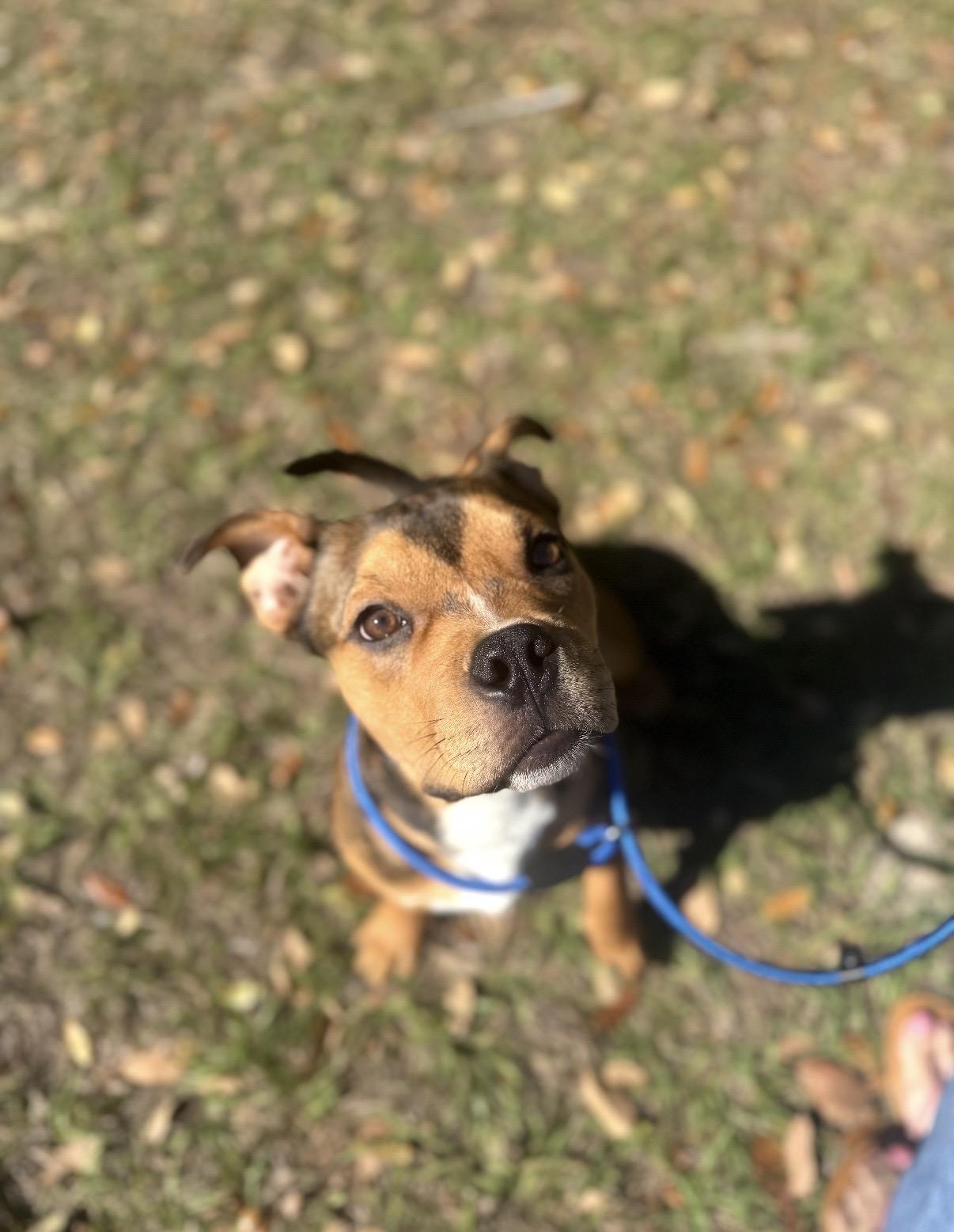 Enlarge Romeo, a ADOPTABLE mixed breed in Tampa, FL image 1/6
