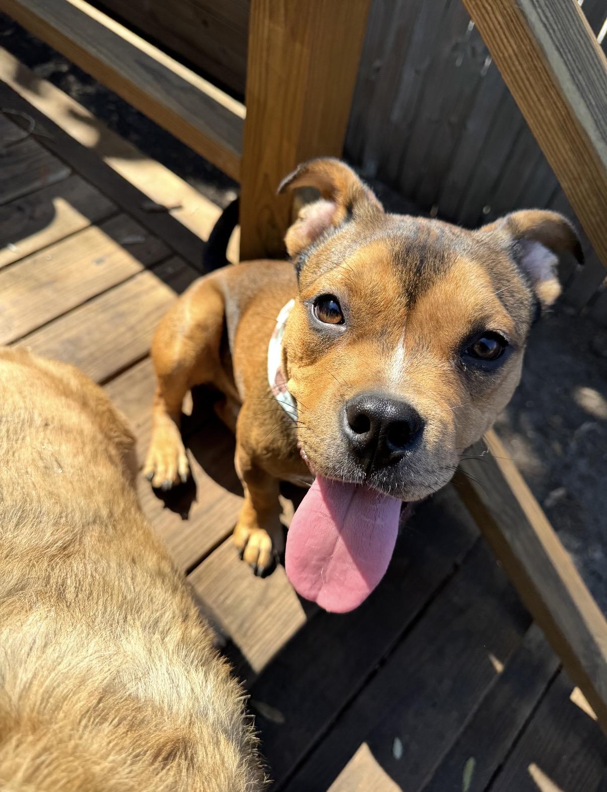 Enlarge Romeo, a ADOPTABLE mixed breed in Tampa, FL image 3/6