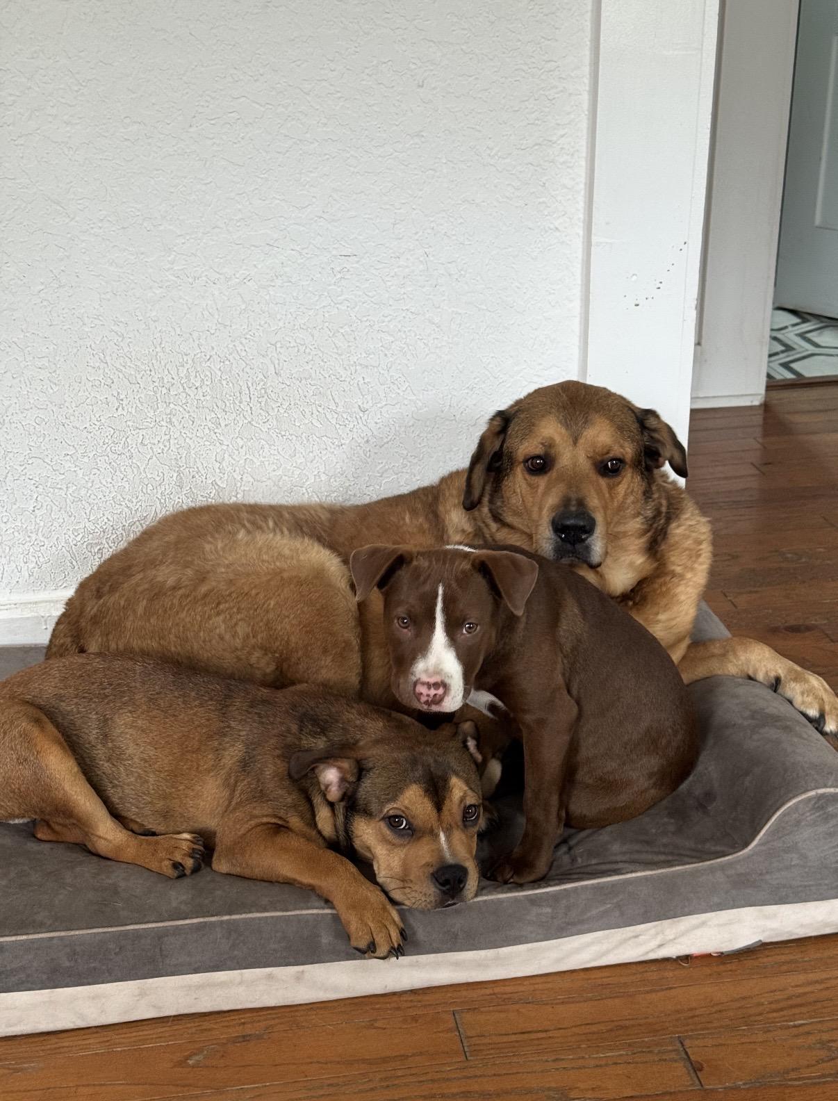 Enlarge Romeo, a ADOPTABLE mixed breed in Tampa, FL image 2/6