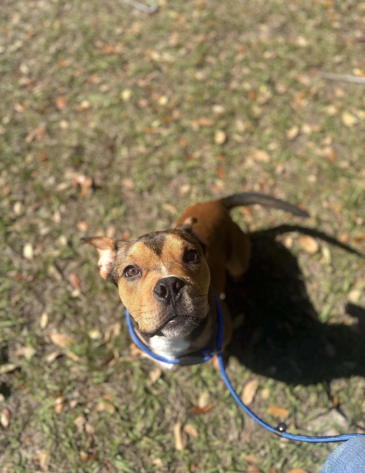 Enlarge Romeo, a ADOPTABLE mixed breed in Tampa, FL image 6/6