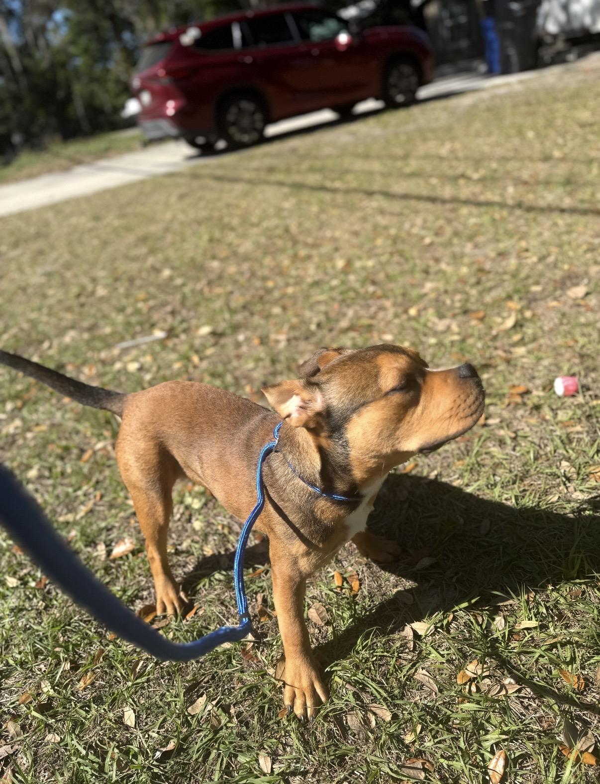 Enlarge Romeo, a ADOPTABLE mixed breed in Tampa, FL image 5/6