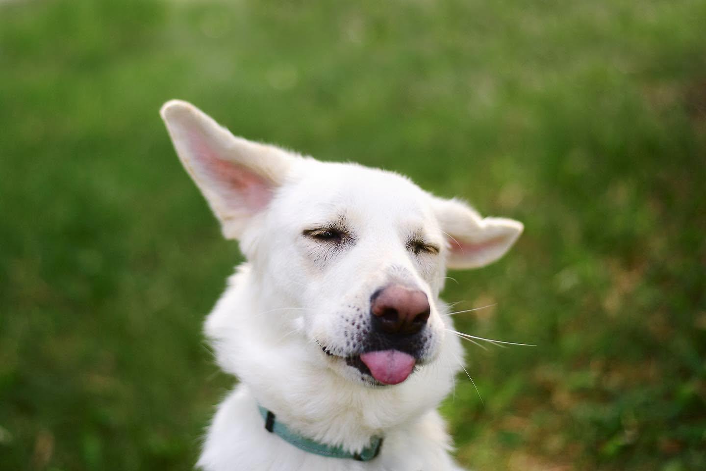 Nessa - beautiful Pyr/Anatolian girl, a Adoptable mixed breed in Boulder, CO image 4/6