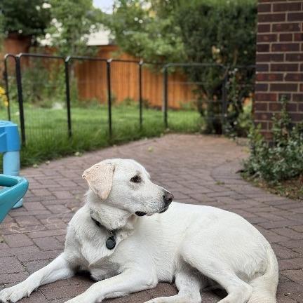 Enlarge Nessa - beautiful Pyr/Anatolian girl, a Adoptable mixed breed in Boulder, CO image 2/4