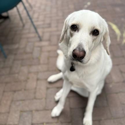Enlarge Nessa - beautiful Pyr/Anatolian girl, a Adoptable mixed breed in Boulder, CO image 3/4
