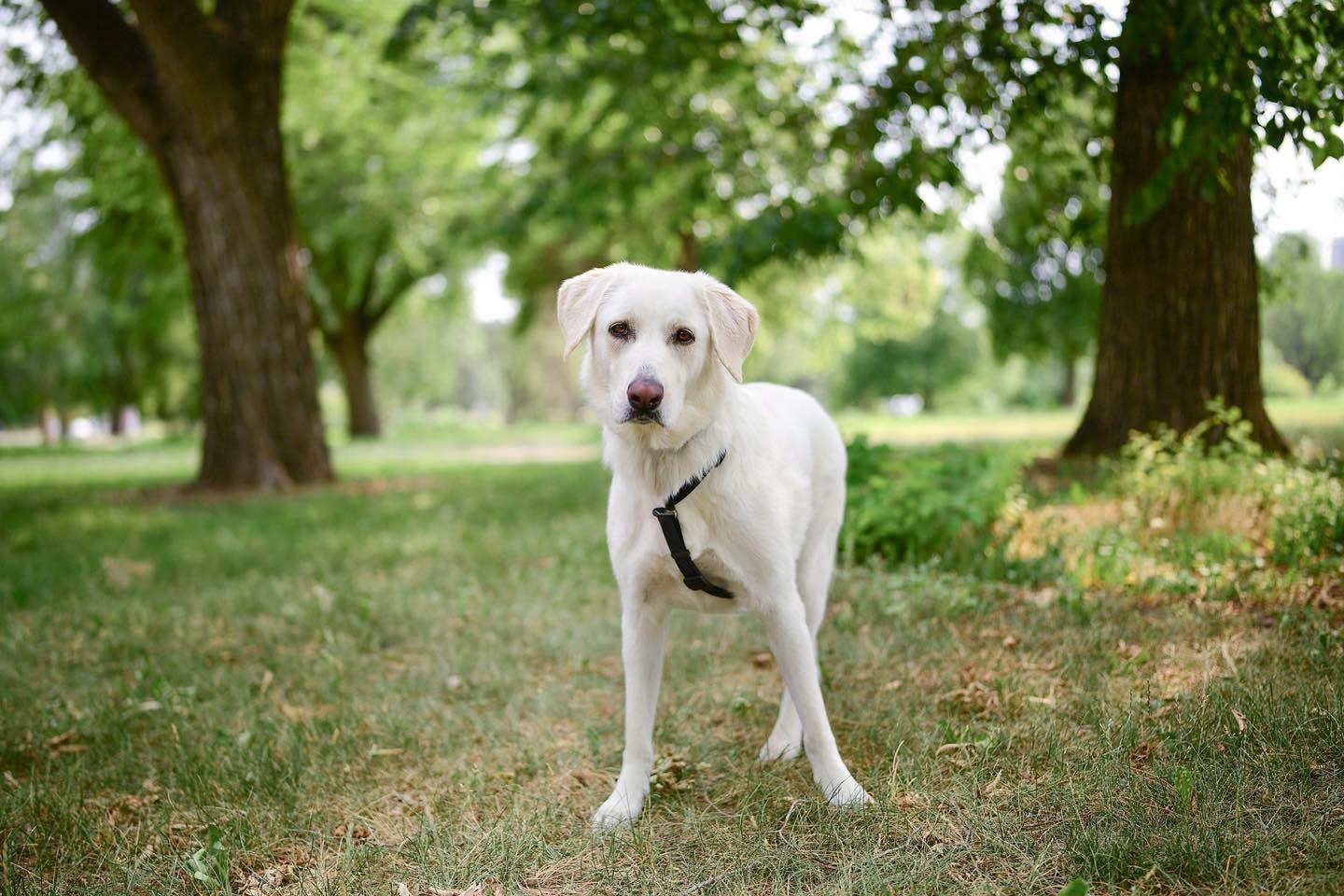 Nessa - beautiful Pyr/Anatolian girl, a Adoptable mixed breed in Boulder, CO image 5/6