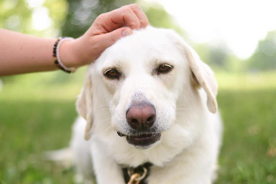 Nessa - beautiful Pyr/Anatolian girl, a Adoptable mixed breed in Boulder, CO image 6/6
