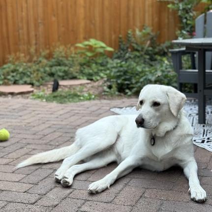 Enlarge Nessa - beautiful Pyr/Anatolian girl, a Adoptable mixed breed in Boulder, CO image 4/4