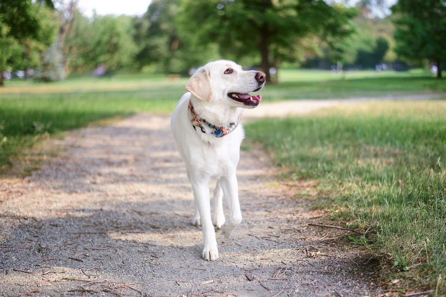Nessa - beautiful Pyr/Anatolian girl, a Adoptable mixed breed in Boulder, CO image 3/6