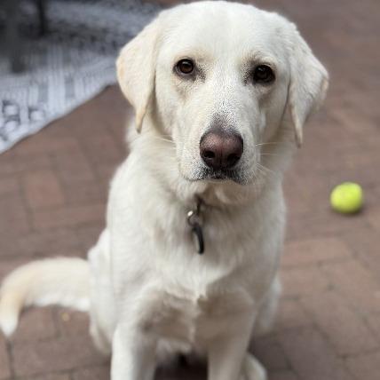 Enlarge Nessa - beautiful Pyr/Anatolian girl, a Adoptable mixed breed in Boulder, CO image 1/4