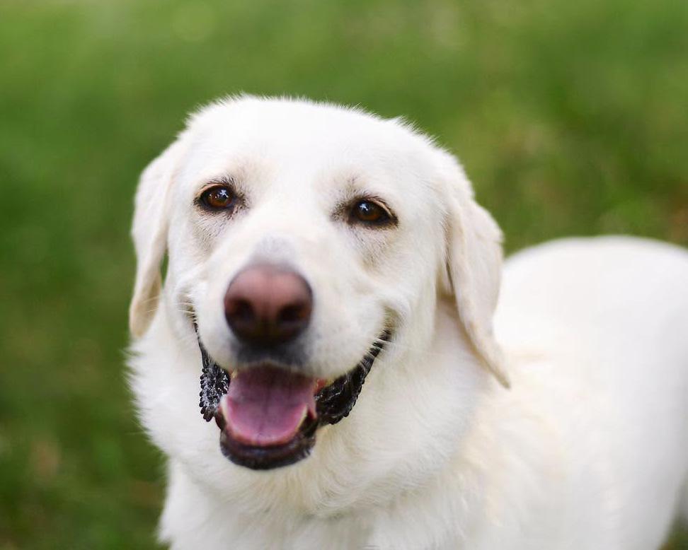 Nessa - beautiful Pyr/Anatolian girl, Adoptable, Adult Female Great Pyrenees & Anatolian Shepherd.