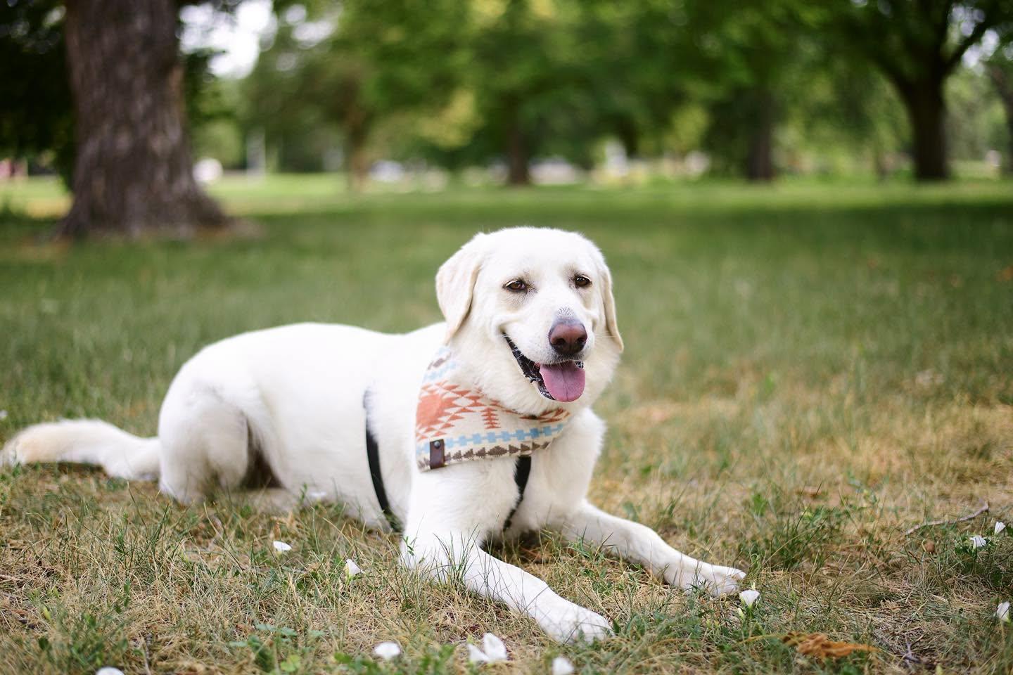 Nessa - beautiful Pyr/Anatolian girl, a Adoptable mixed breed in Boulder, CO image 2/6