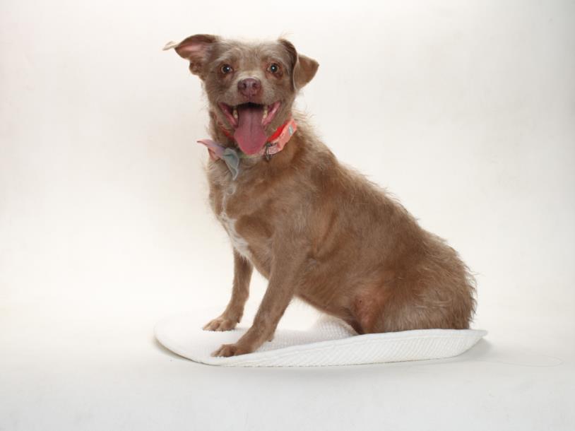 Enlarge BATGIRL, a Adoptable mixed breed in Burbank, CA image 1/1