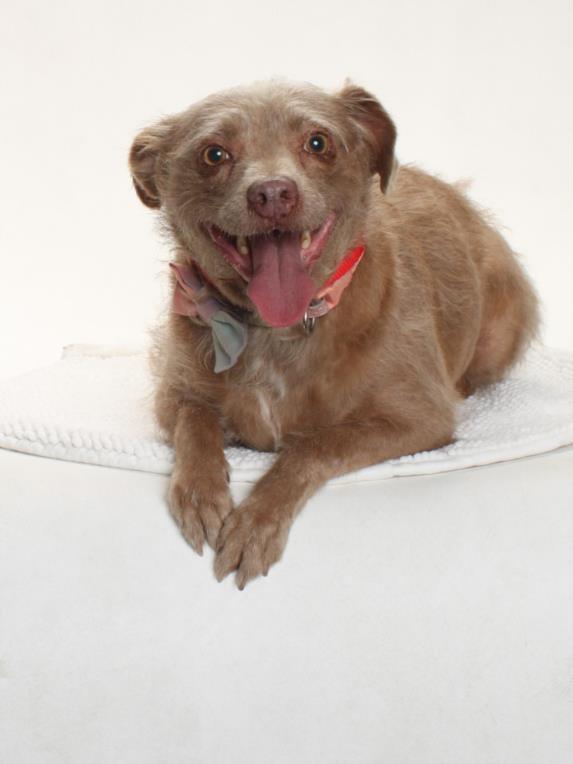 Enlarge BATGIRL, a Adoptable mixed breed in Burbank, CA image 1/1