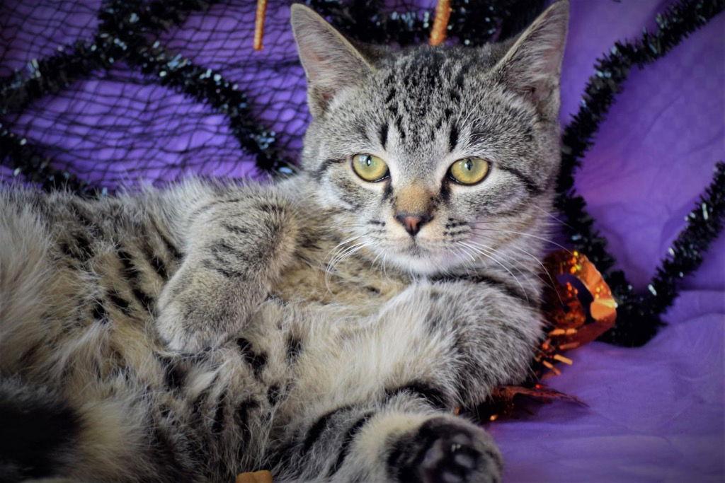 Little Joe, a Adoptable mixed breed in Cromwell, KY image 1/3