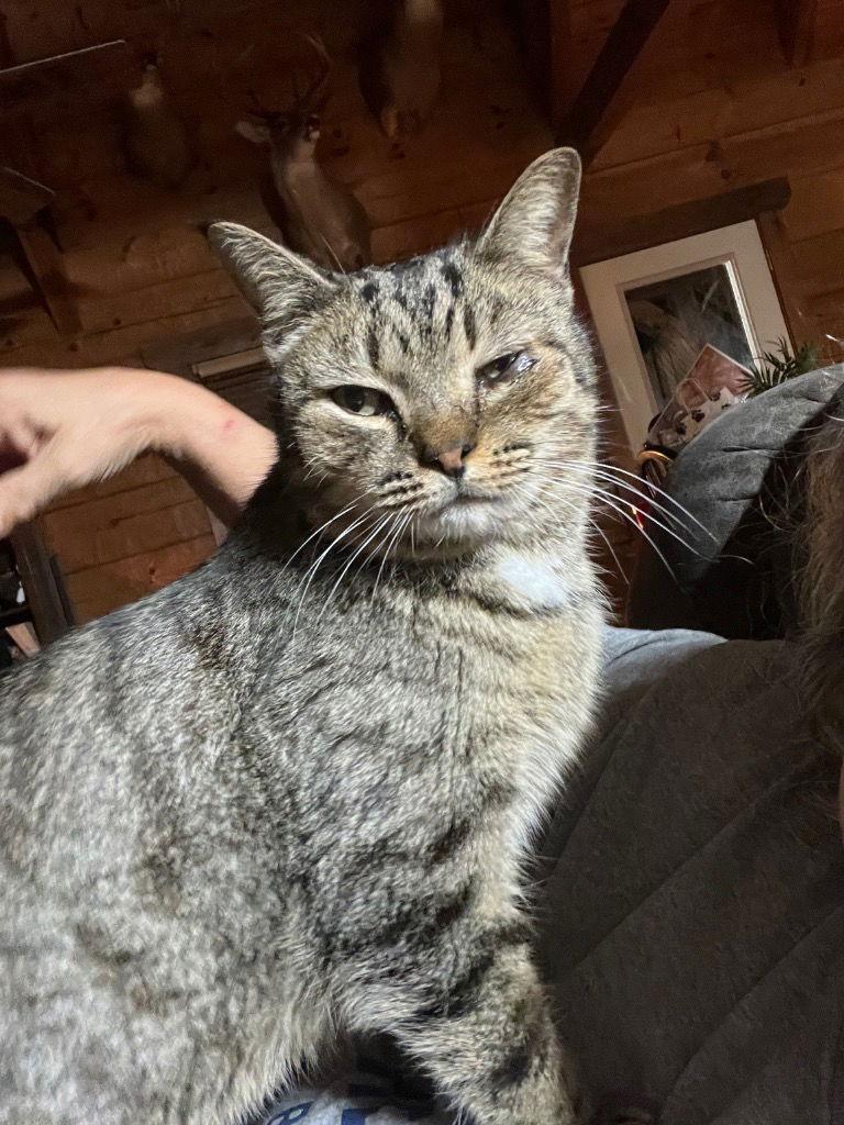 Little Joe thumbnail 2