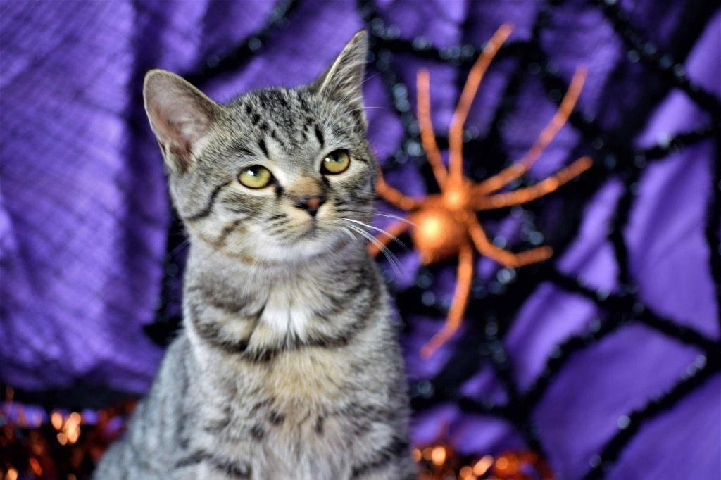 Little Joe, a Adoptable mixed breed in Cromwell, KY image 3/3