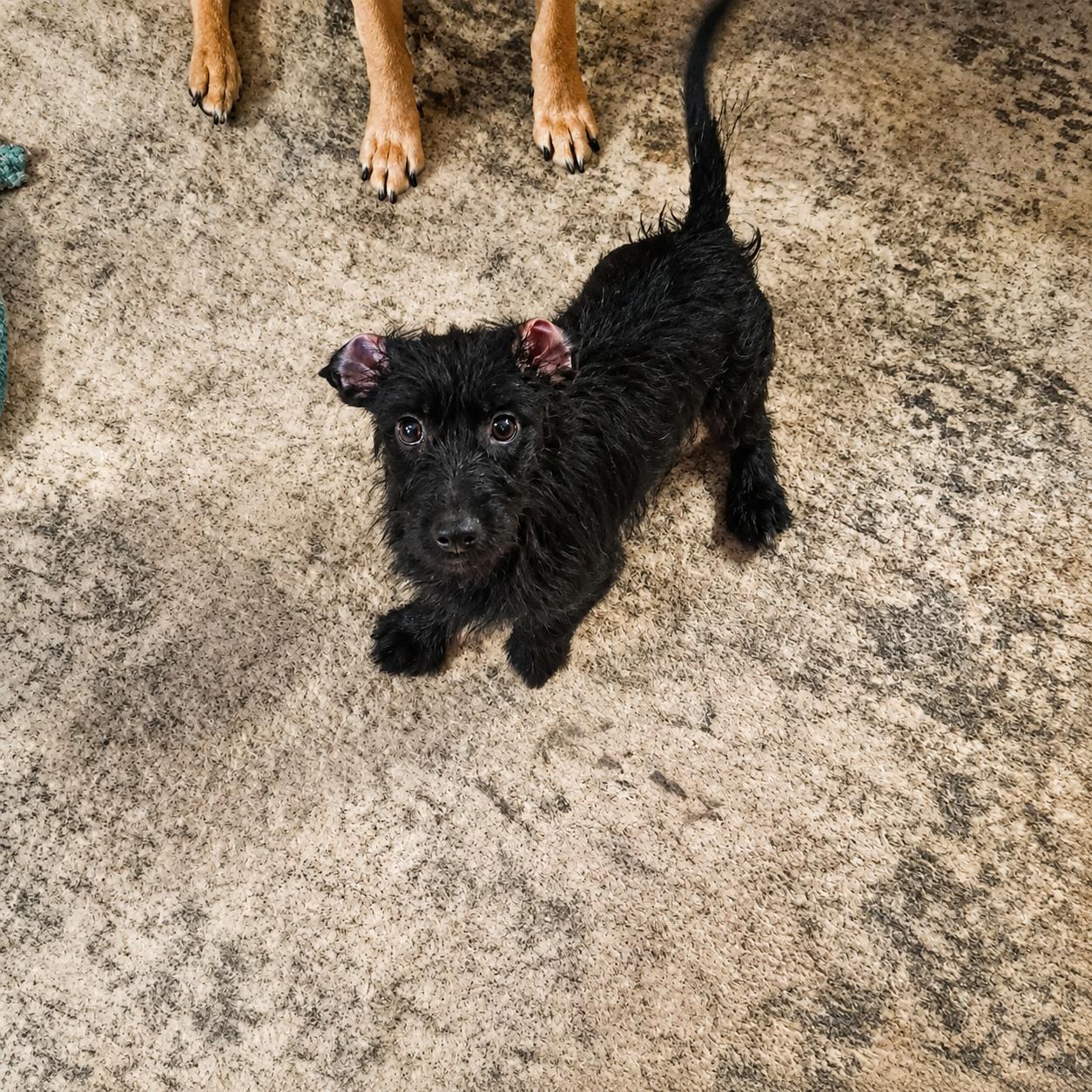 Tiffany, ADOPTABLE, Puppy Female Terrier.