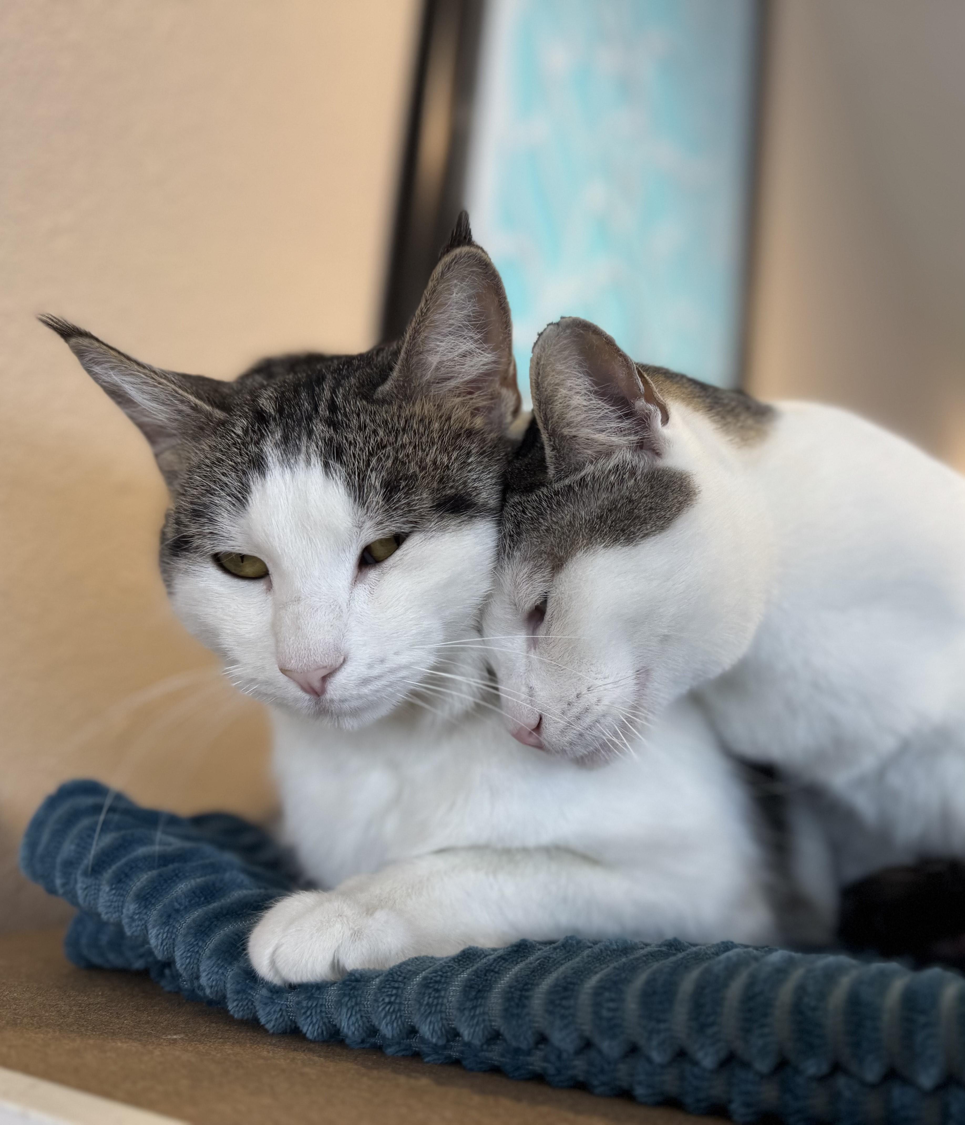 Coconut, Adopted, Adult Female Domestic Short Hair.