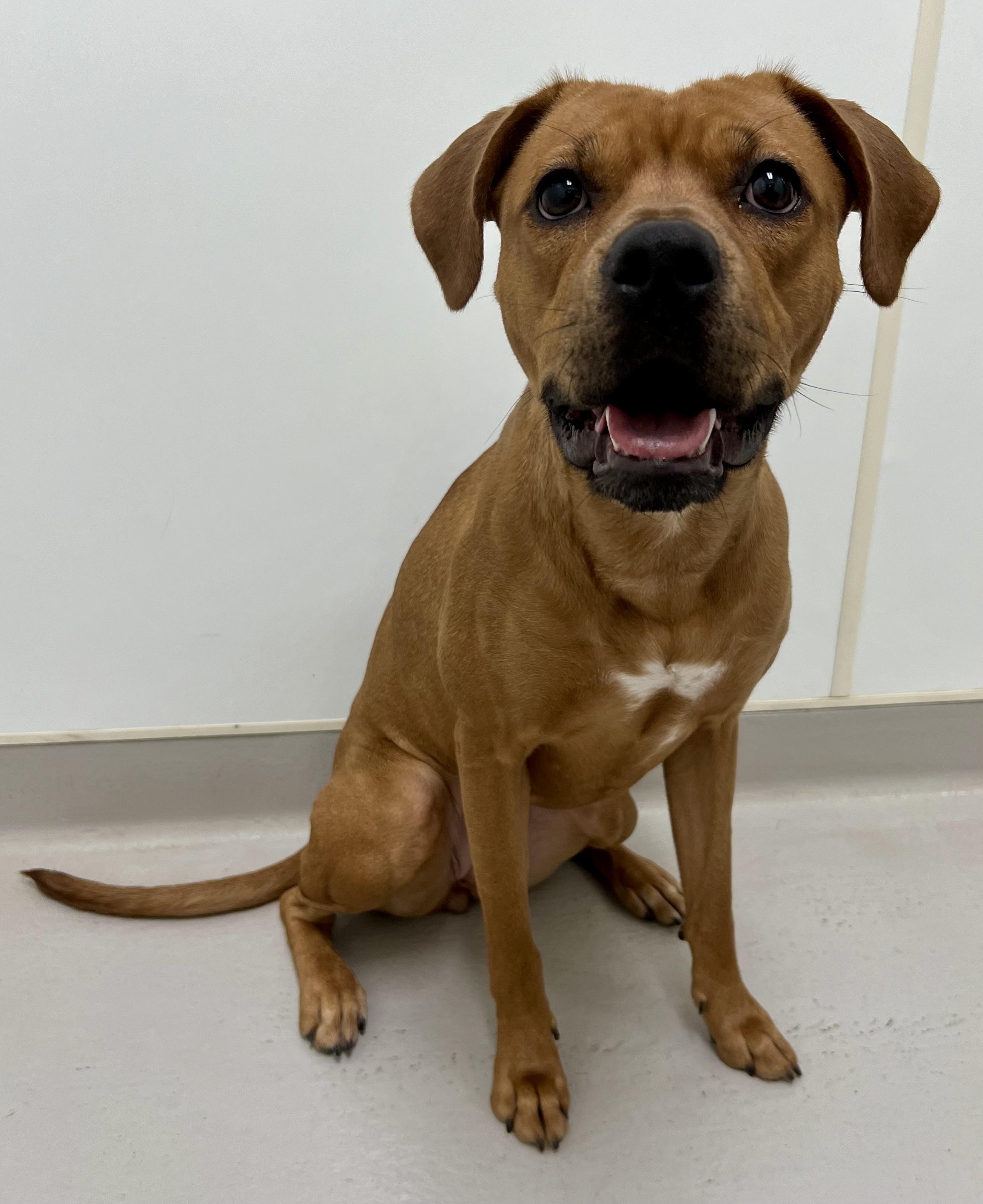 Liza, a Adoptable mixed breed in Danville, IN image 2/5