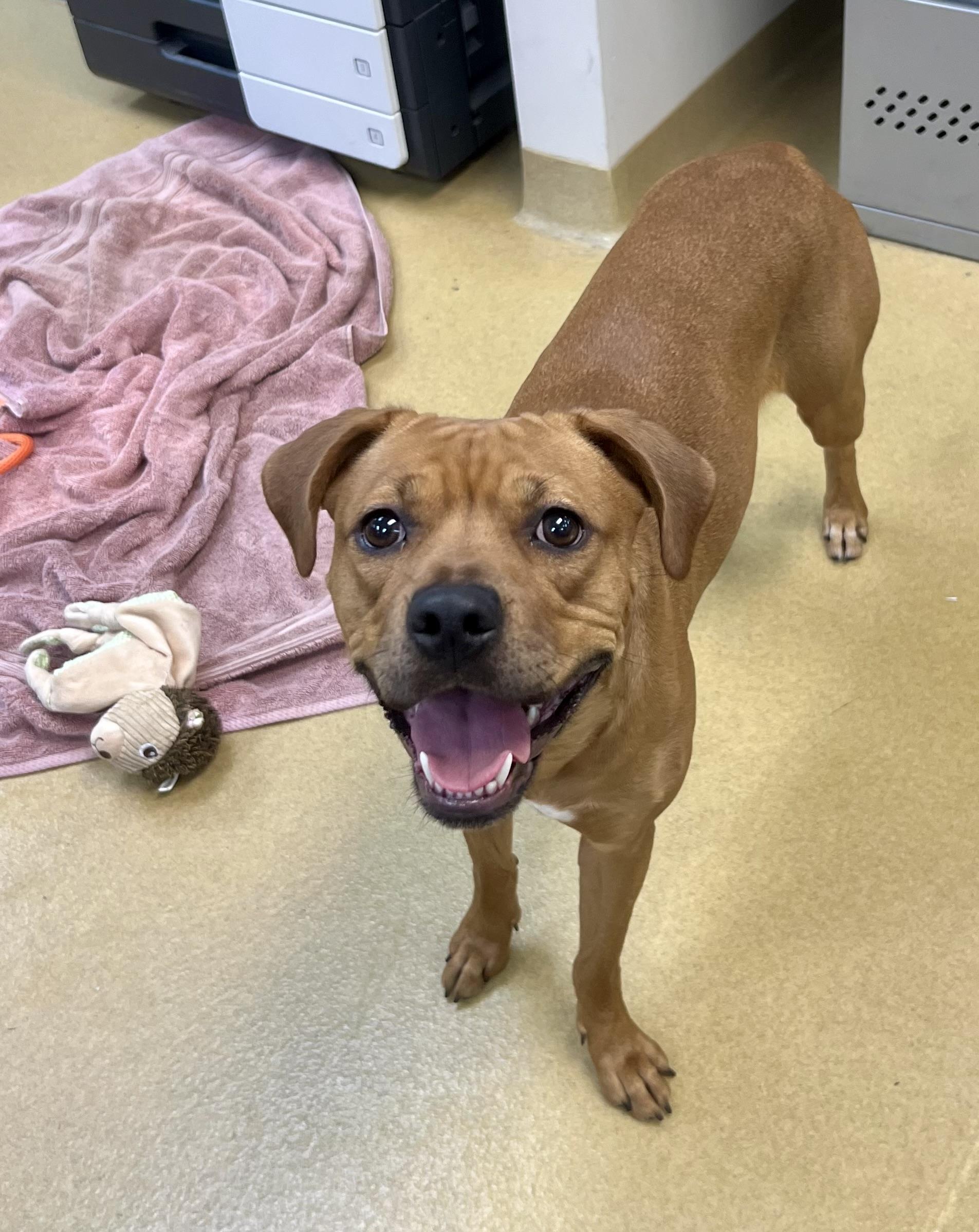 Liza, a Adoptable mixed breed in Danville, IN image 4/5