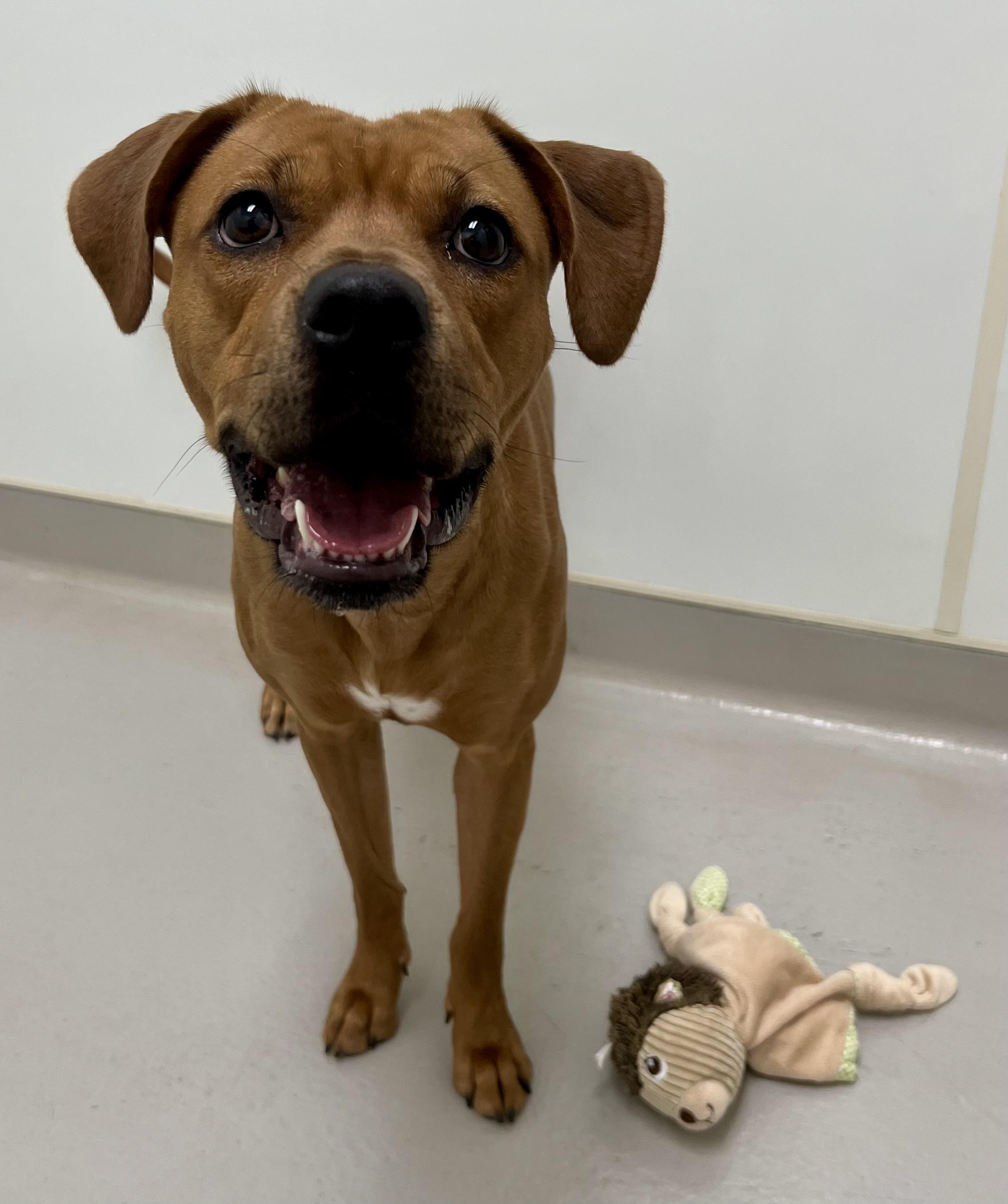 Liza, a Adoptable mixed breed in Danville, IN image 5/5