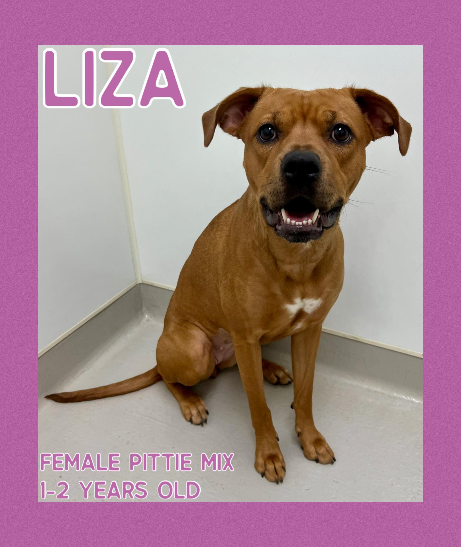 Liza, Adoptable, Adult Female Pit Bull Terrier.