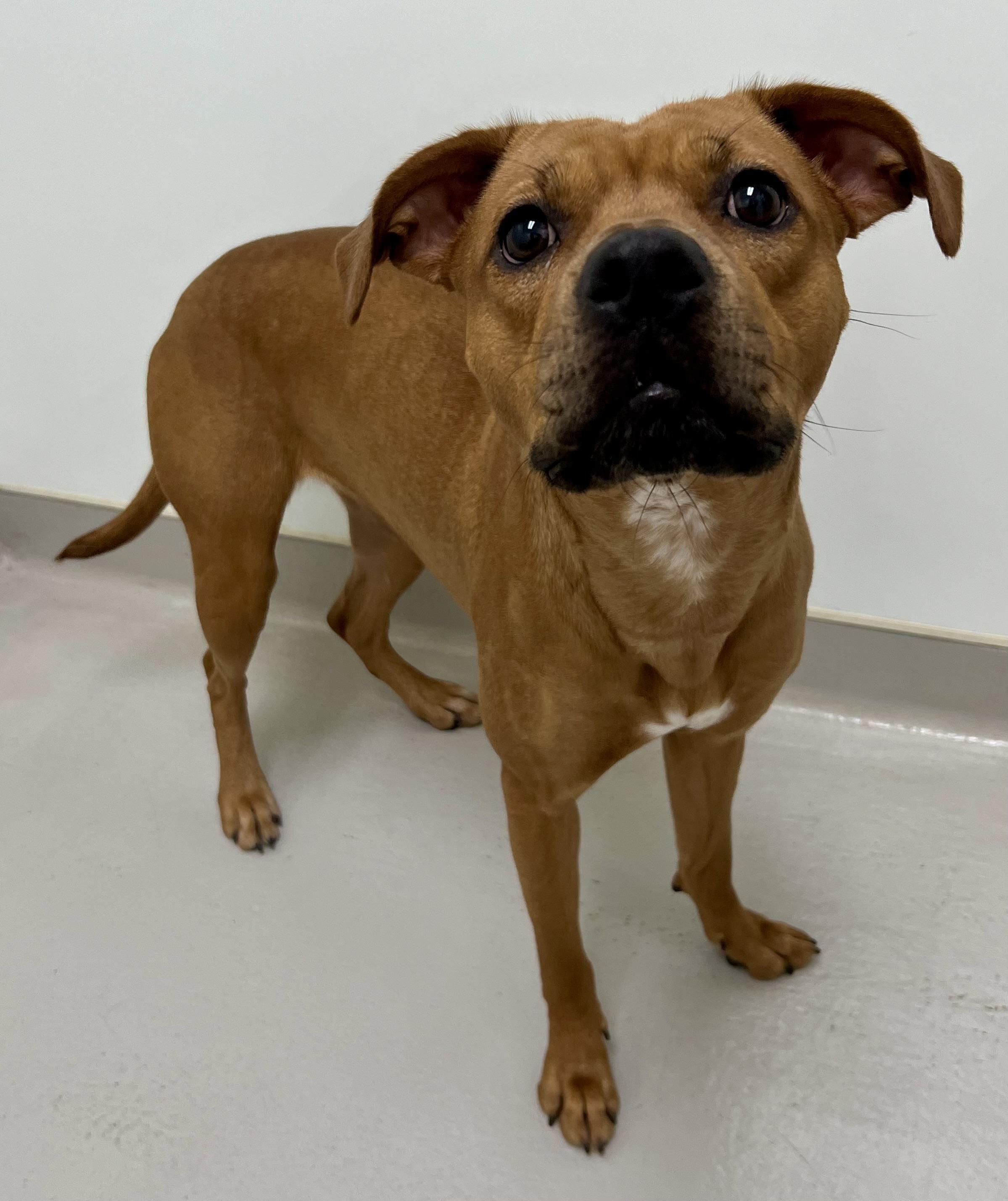 Liza, a Adoptable mixed breed in Danville, IN image 3/5