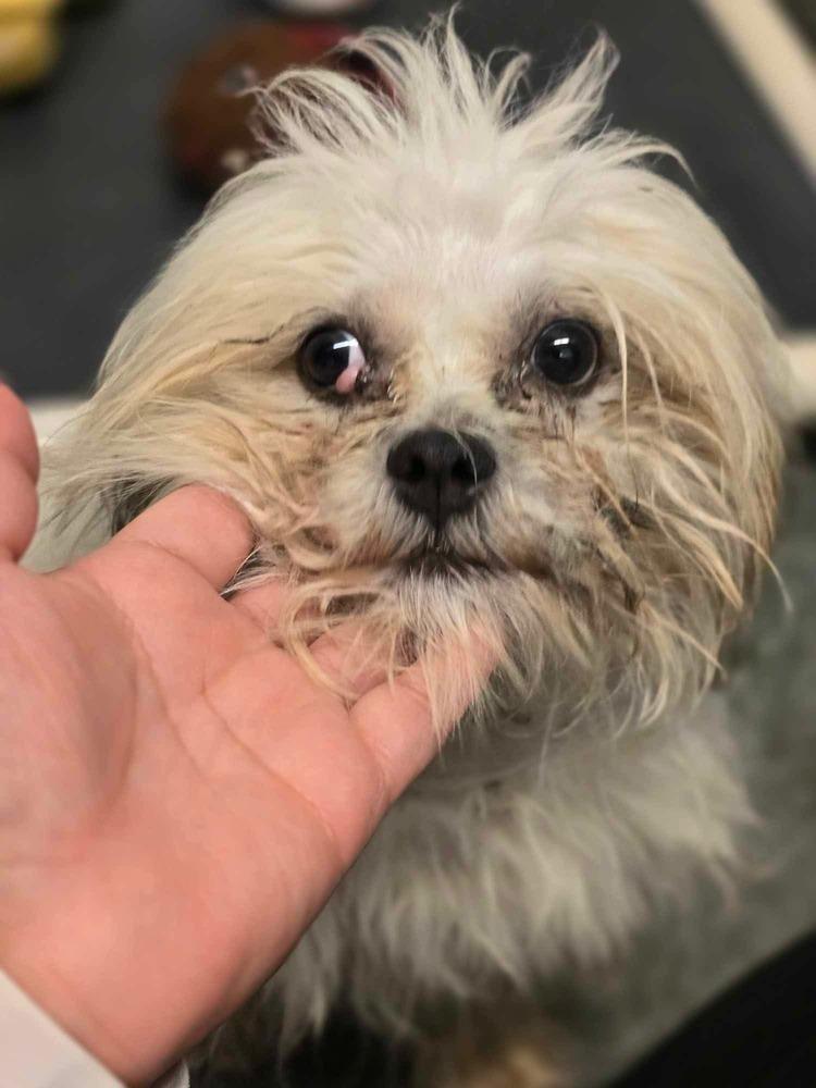 Woofy, Adoptable, Young Male Shih Tzu.
