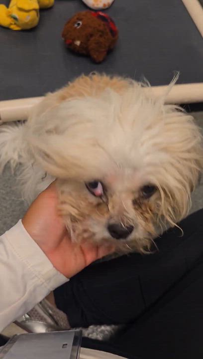 Enlarge Woofy, a Adoptable mixed breed in Aurora, CO video 2/3