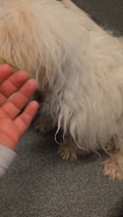 Enlarge Woofy, a Adoptable mixed breed in Aurora, CO video 3/3