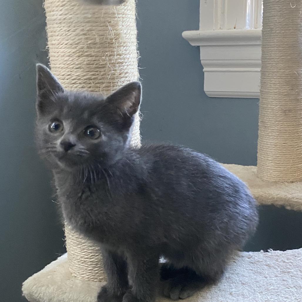 Regina, a Adoptable Russian Blue in Woodbridge, VA image 1/2