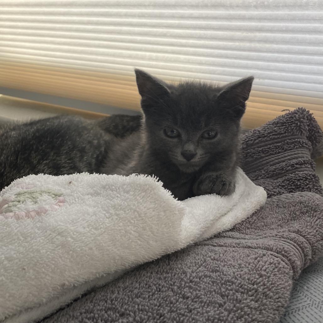 Regina, a Adoptable Russian Blue in Woodbridge, VA image 2/2
