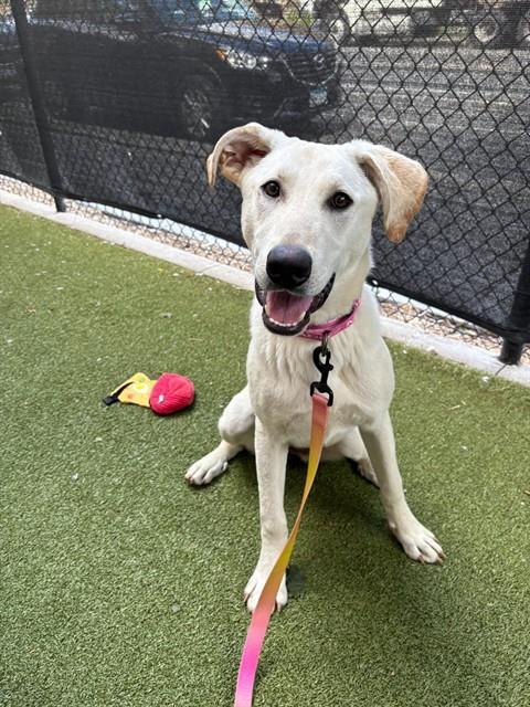 TAWNY, Adoptable, Young Female Labrador Retriever & Mixed Breed.