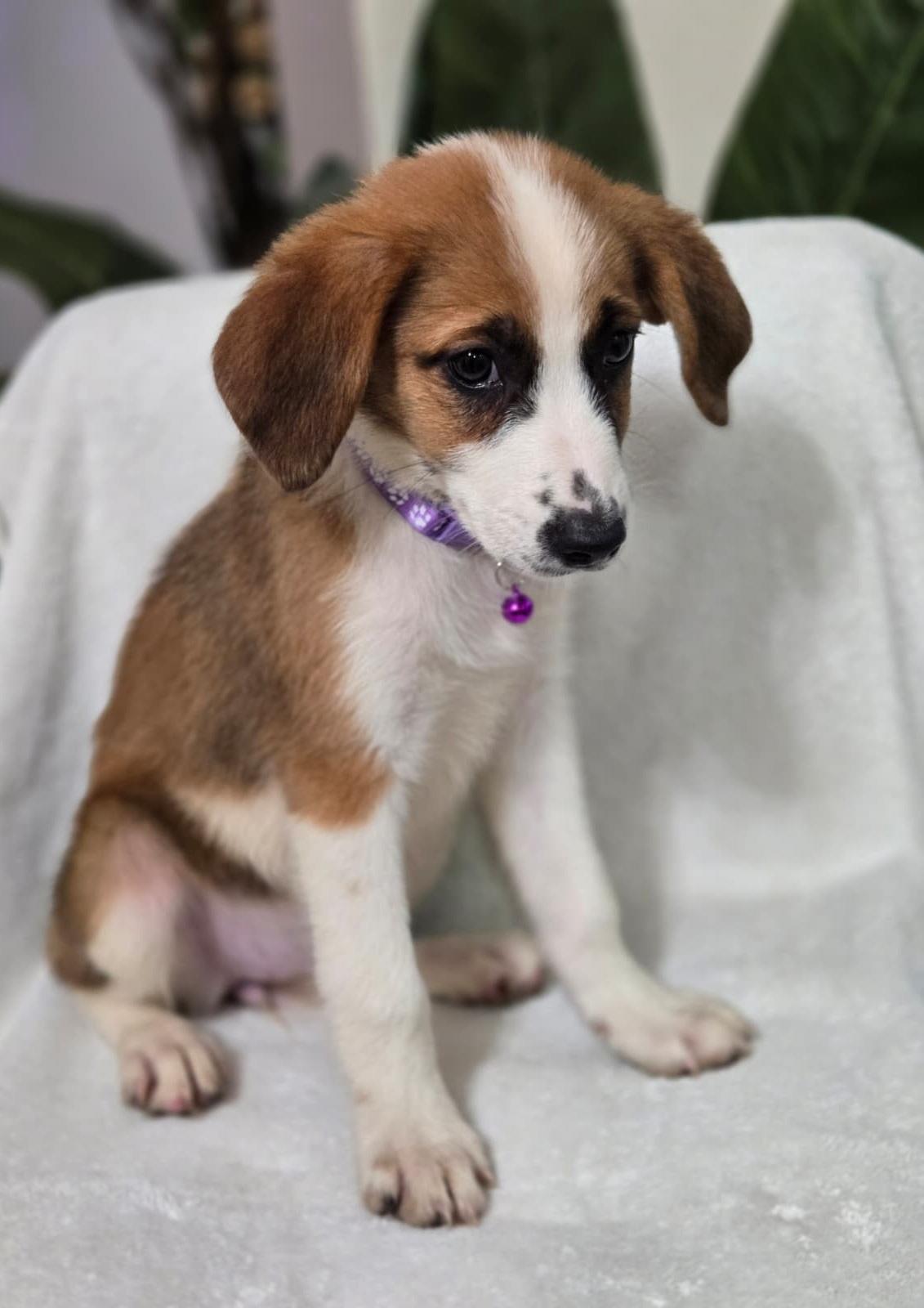 Enlarge Pancake, an adoptable mixed breed in Orlando, FL image 4/6