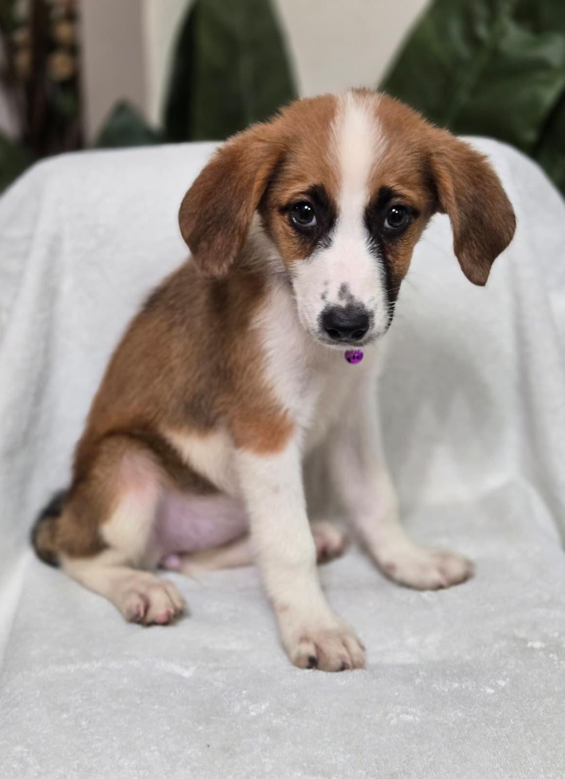 Enlarge Pancake, an adoptable mixed breed in Orlando, FL image 3/6