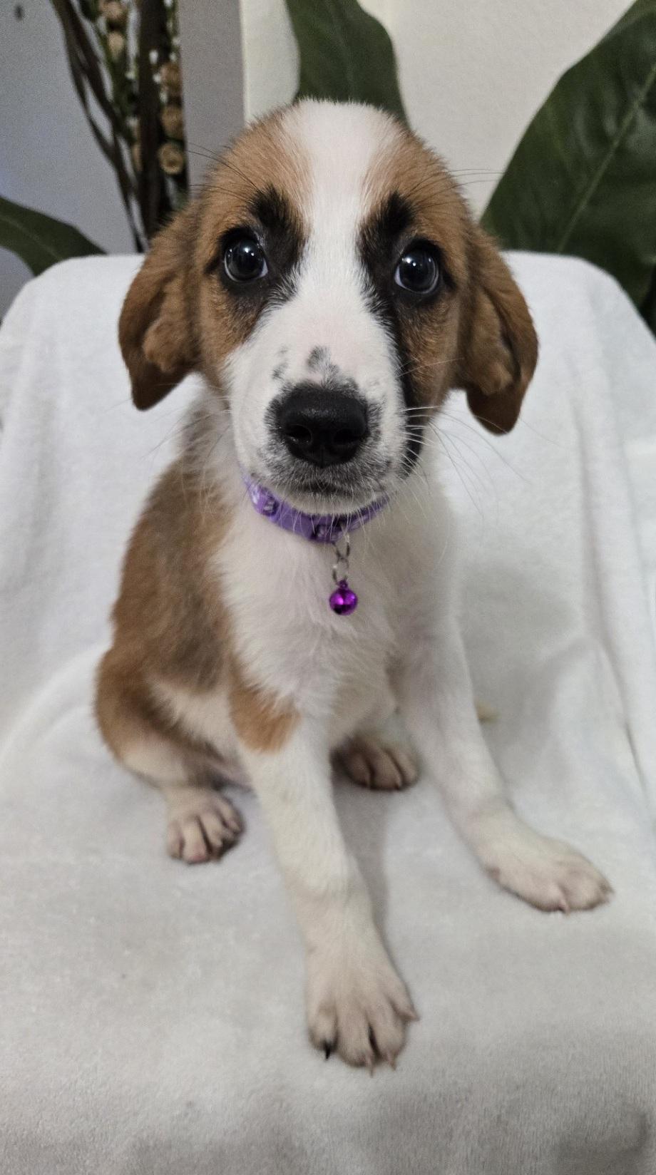 Enlarge Pancake, an adoptable mixed breed in Orlando, FL image 6/6