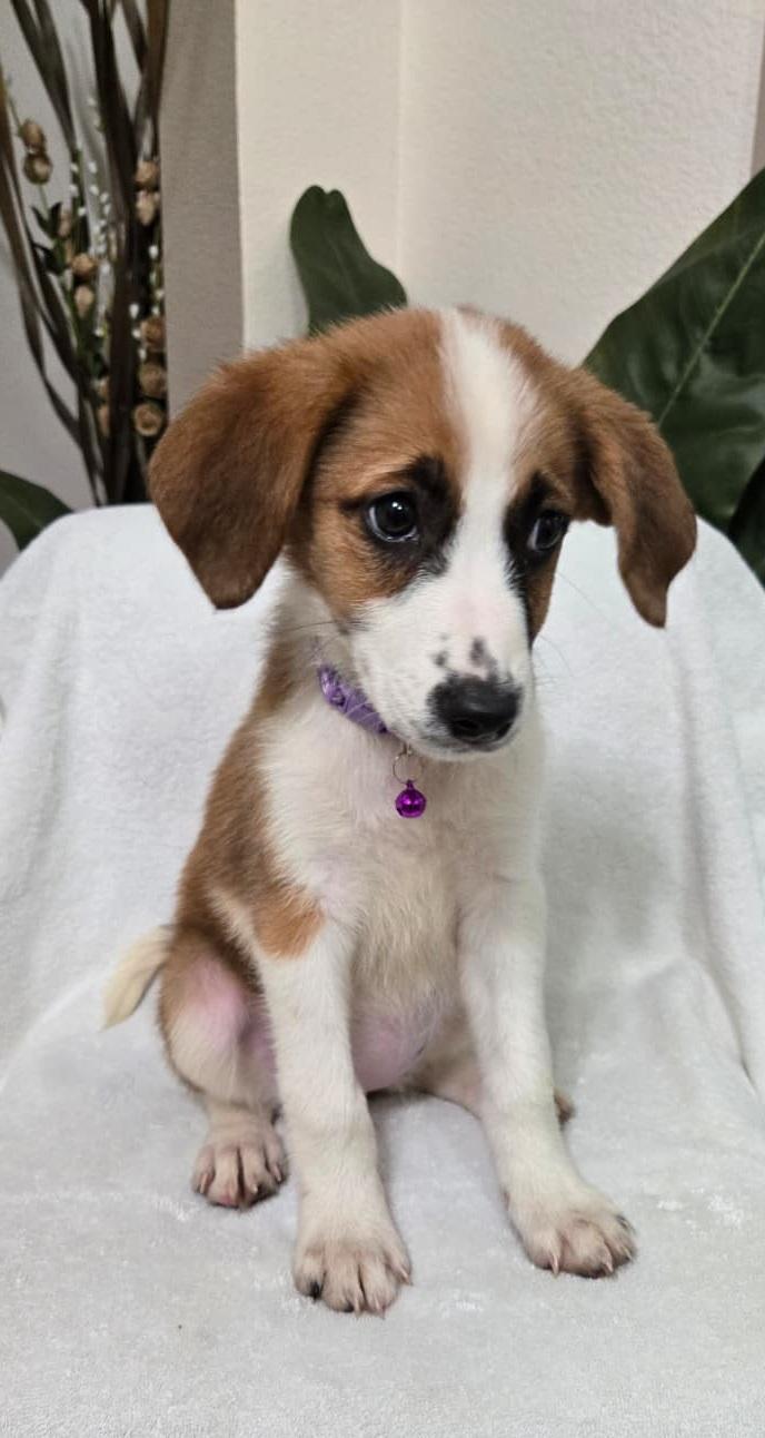 Enlarge Pancake, an adoptable mixed breed in Orlando, FL image 5/6