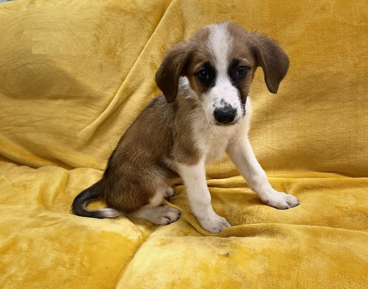 Enlarge Pancake, an adoptable mixed breed in Orlando, FL image 2/6