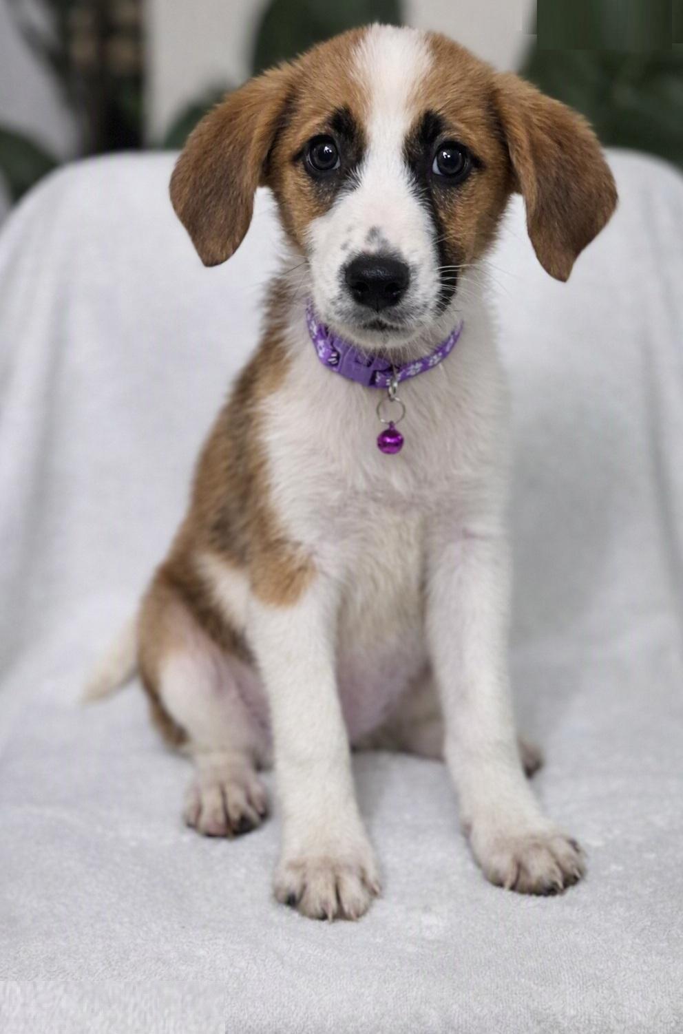 Pancake, adoptable, Puppy Female Collie & Shepherd.