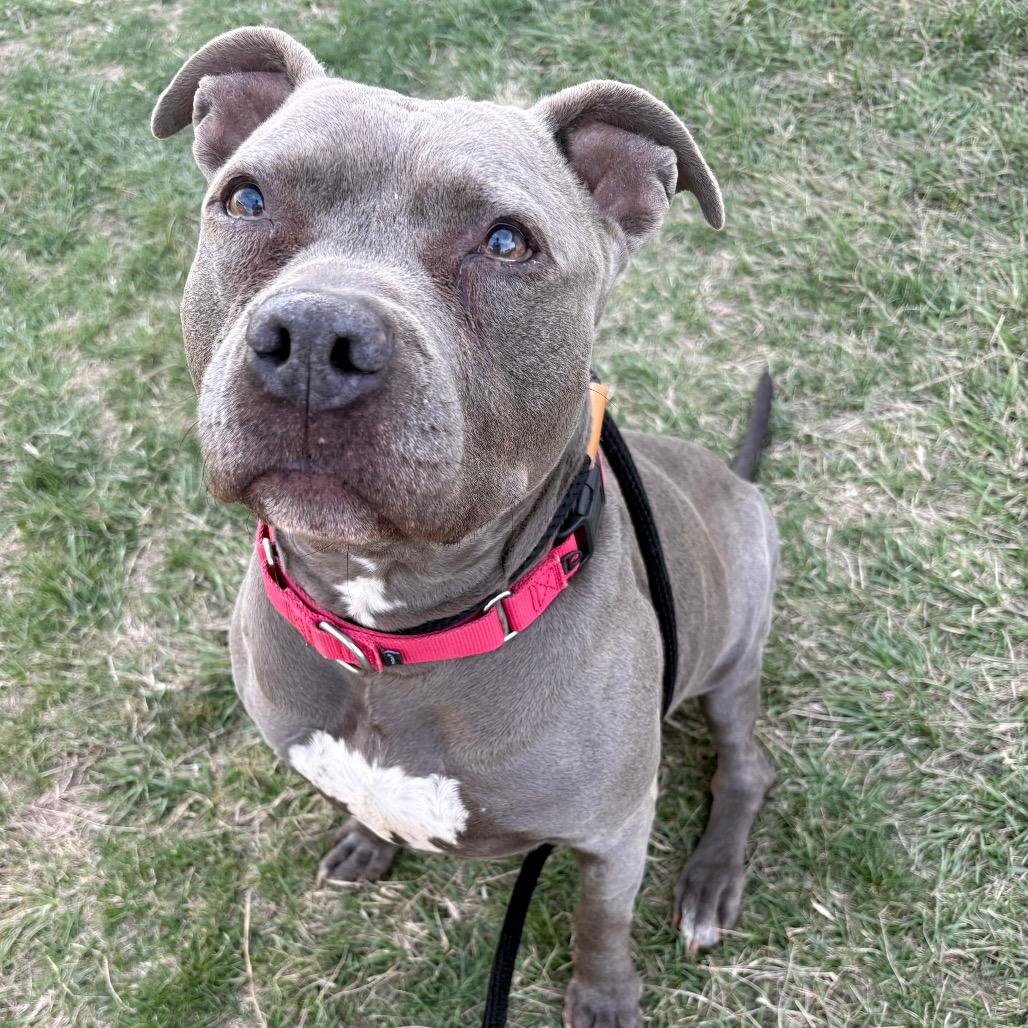 Bitty, Adoptable, Adult Female Pit Bull Terrier.