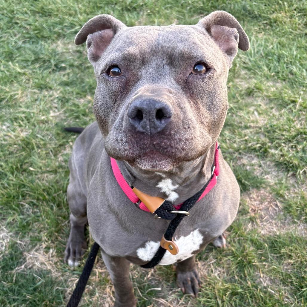 Enlarge Bitty, a Adoptable Pit Bull Terrier in St Joseph, MO image 2/3