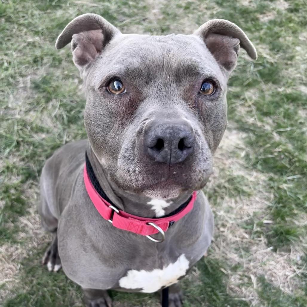 Enlarge Bitty, a Adoptable Pit Bull Terrier in St Joseph, MO image 3/3