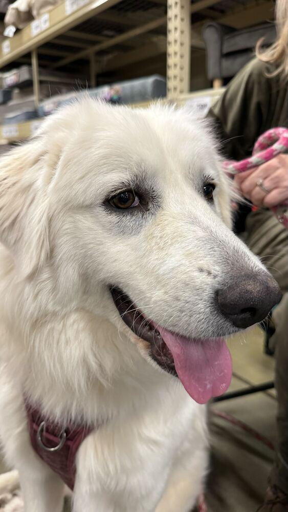 Arabella, Adoptable, Adult Female Great Pyrenees.