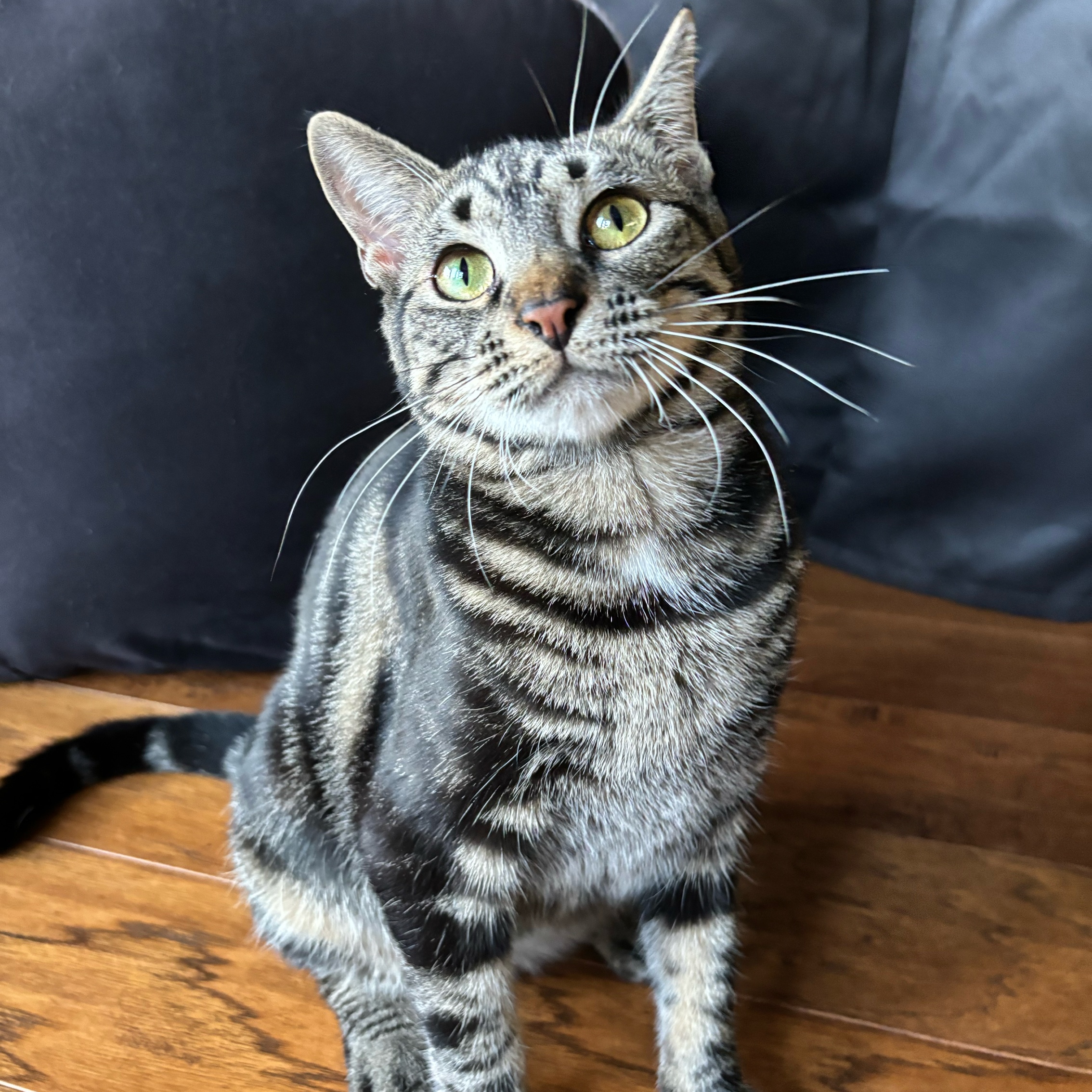 Enlarge Annie, a Adopted Domestic Short Hair in Fresh Meadows, NY image 1/6